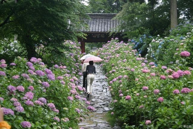 Hydrangea at Honko-ji Temple