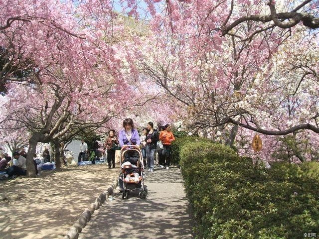 Weeping cherry tree at Koda Bunka Park