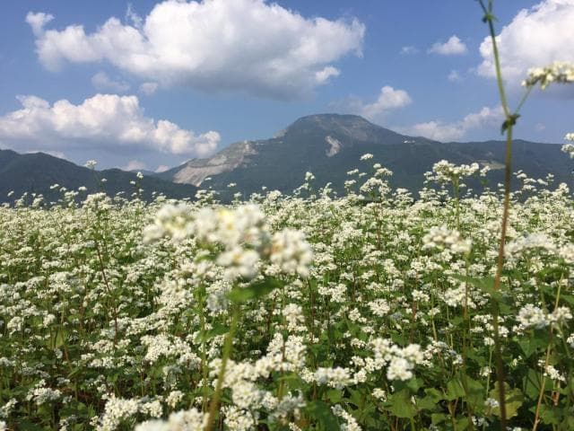 伊吹山とそばの花
