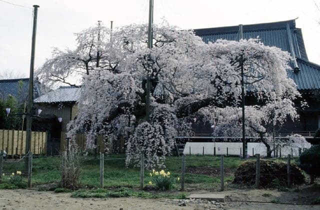 Weeping cherry blossoms at Hannya-in Temple