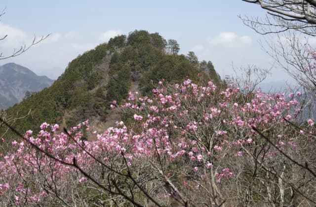 Mt.
