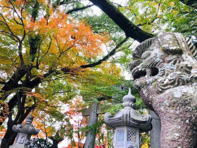 Kikuchi Shrine in Autumn