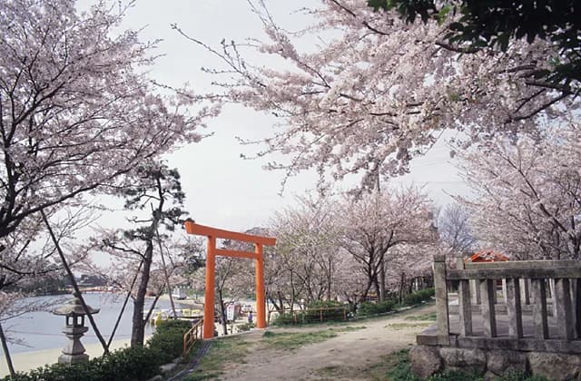 Cherry blossoms at Tennogawa Park