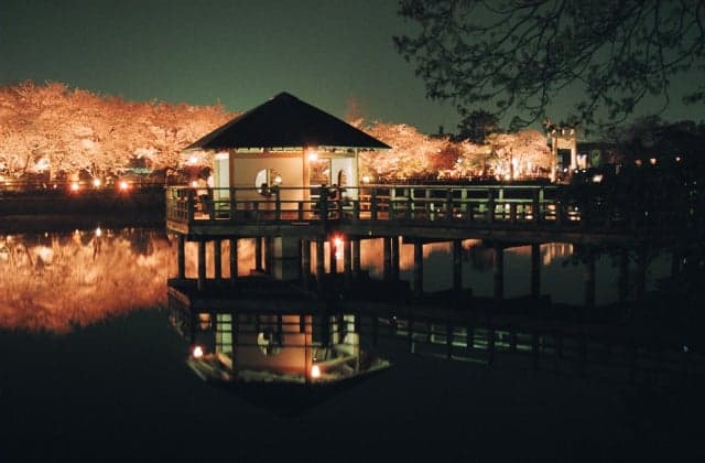 Cherry Blossom Light Up at Hachijogaike Pond