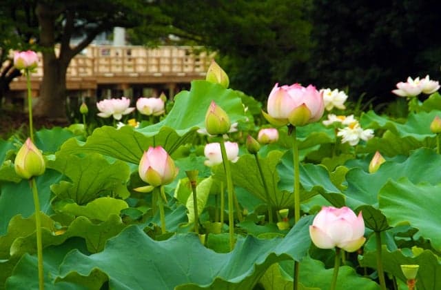 Lotus of Hachijogaike Pond (Koren)