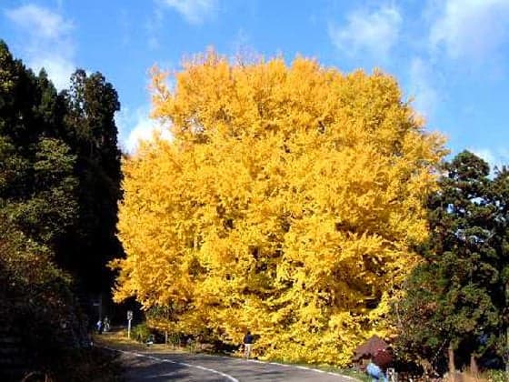 The Great Ginkgo of Kitakanegasawa