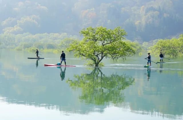 Submerged forest in Lake Shirakawa