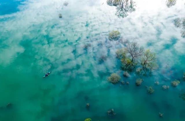 Submerged forest in Lake Shirakawa