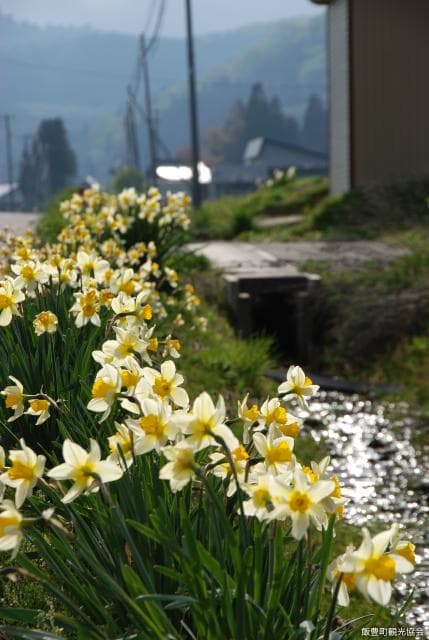 Daffodil road