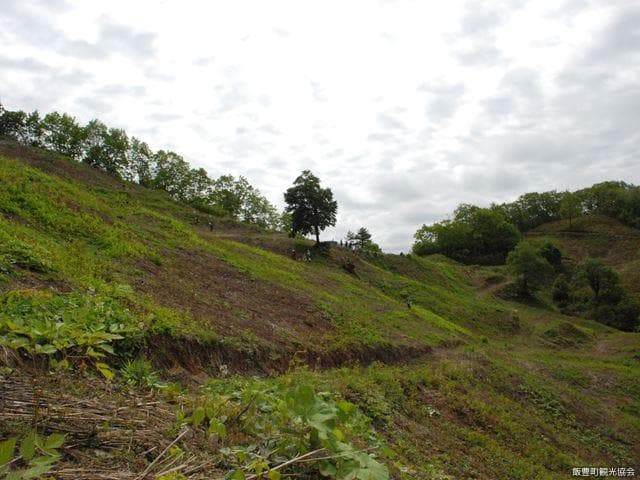Koinazawa Warabien Garden
