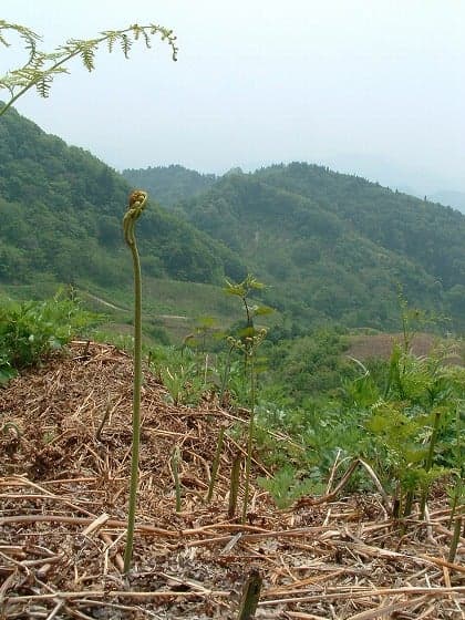 宇津沢わらび園