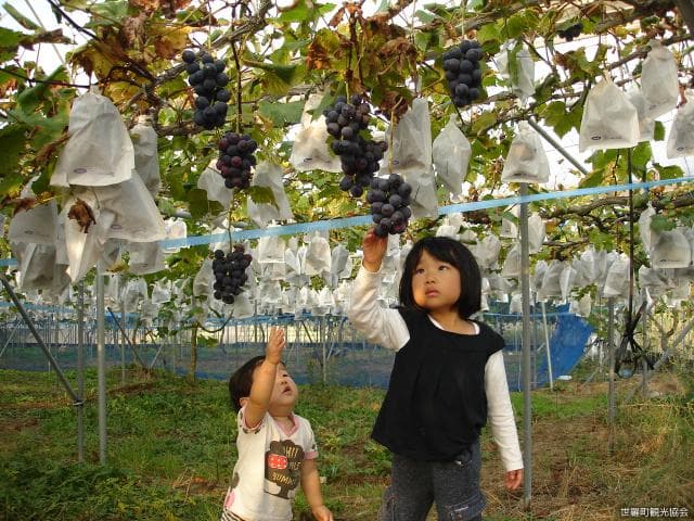 Grape picking