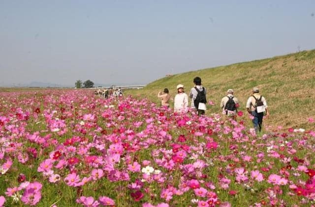 Shichijo Oldness and Cosmos Festival