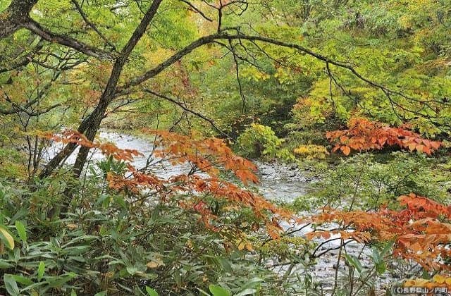 Oku Shiga-kogen Autumn Leaves