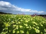 Yellow cosmos