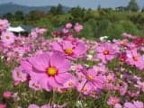 Cosmos Festival