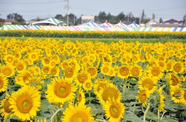 Sunflower Festival