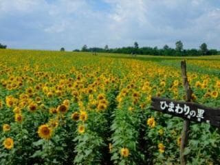 Sunflower Village
