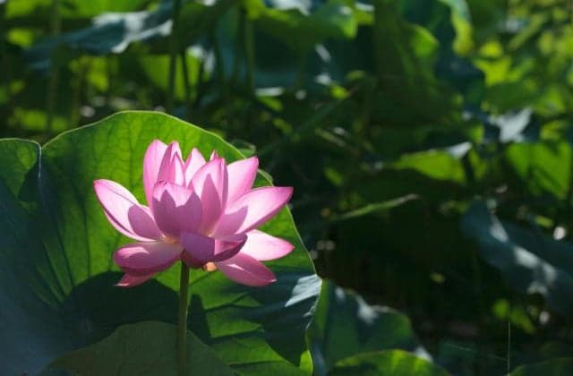 The best beauty of the East