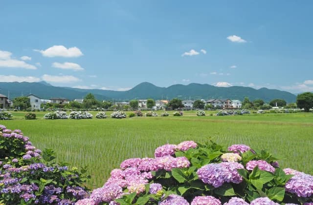 開成町あじさいの里