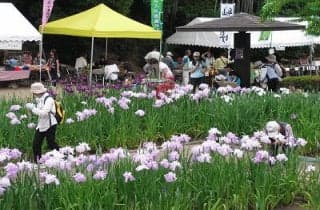 花しょうぶまつり