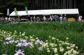Flower Shobu Festival