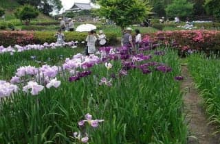 Flower Shobu Festival