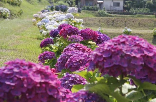 Edakawachi Hydrangea