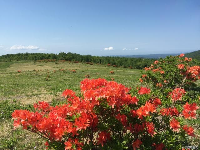 レンゲツツジ