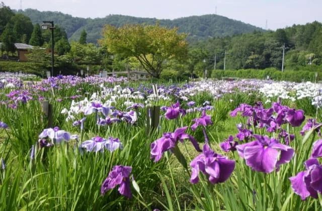 Ayame