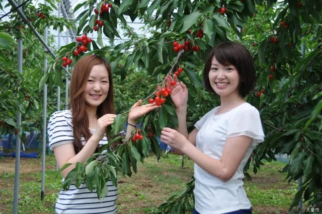 The Queen of Cherry Hunting Shogi 2014