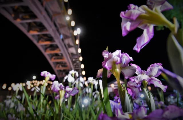 Ayame Garden Light Up