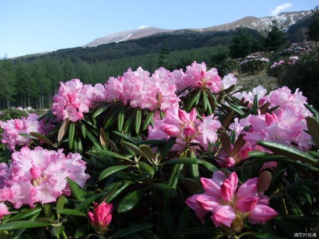 Asama Kogen Shakunage Garden