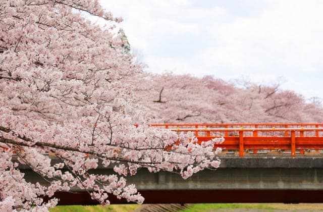 桧木内堤のソメイヨシノ