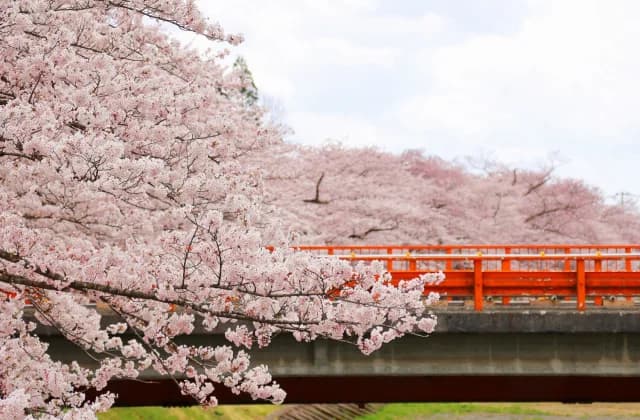 Yoshino cherry tree at Hikiuchi embankment