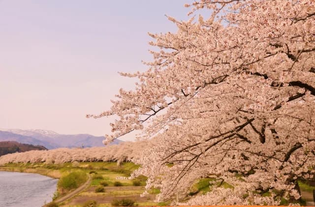 Somei Yoshino at the Hikiuchi River embankment