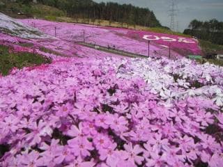 Jupialand Hirata