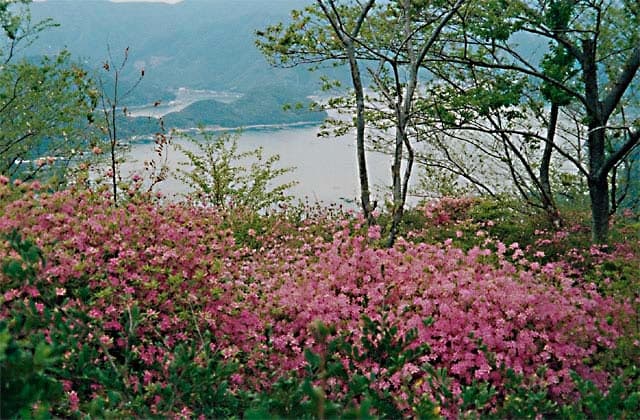 Senzaki Park Azalea Festival