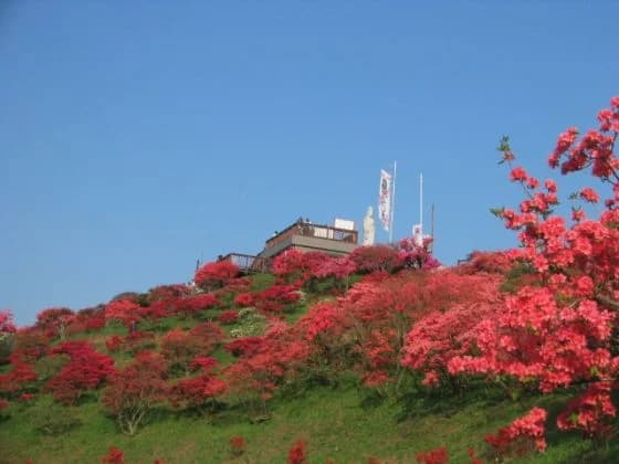 Kasama's azalea festival