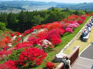 Kasama's azalea festival