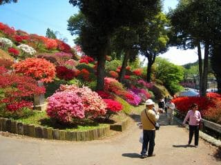 Kasama's azalea festival