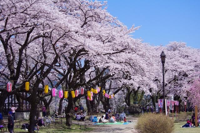 Keijo Park Cherry Blossom Viewing Scene