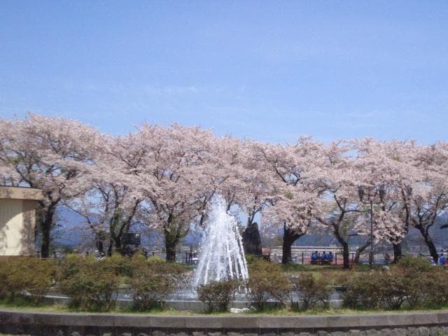 Fountains and Cherry Blossoms at Keijo Park