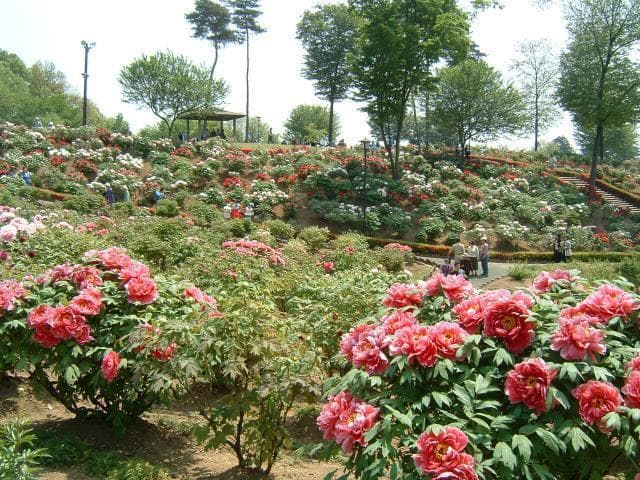 Higashimatsuyama Botanen Garden