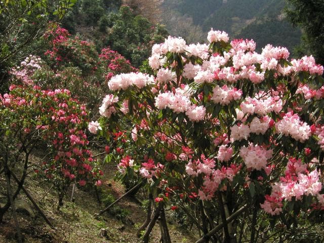 Rhododendron