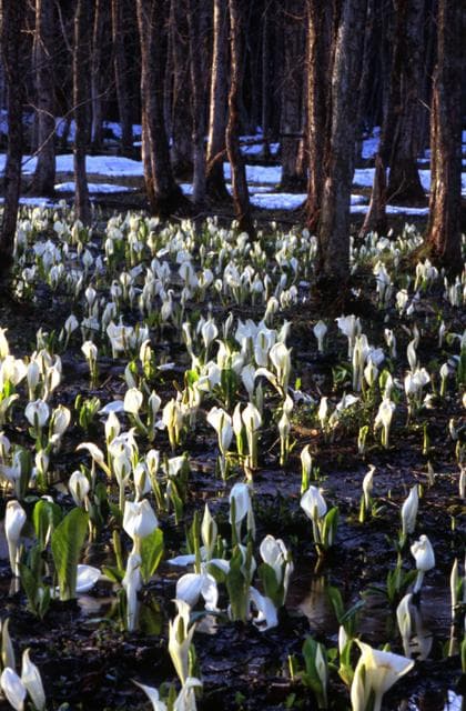 刺巻湿原ミズバショウ