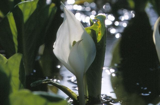 Sashimaki Marsh Mizubasho