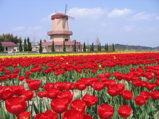 Tulip field
