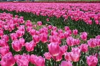 Tulip field