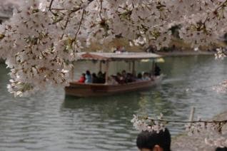 Cherry blossoms on the Uji River